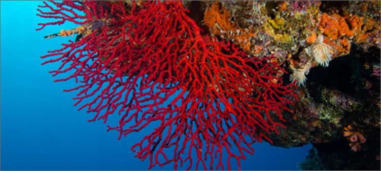 Are corals animals or plants? - Coral, Sea, Longpost