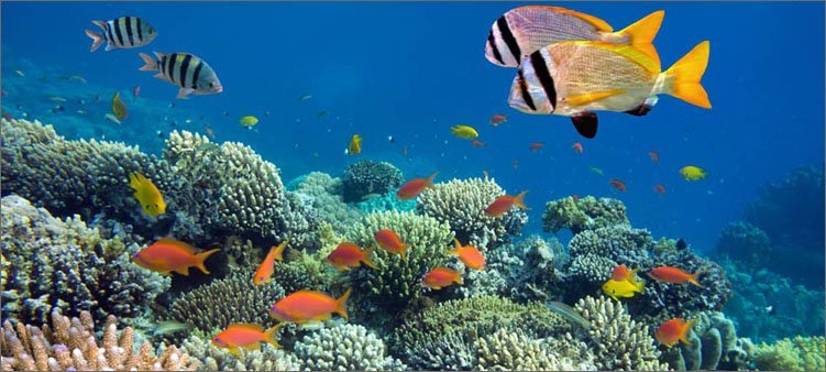 Are corals animals or plants? - Coral, Sea, Longpost