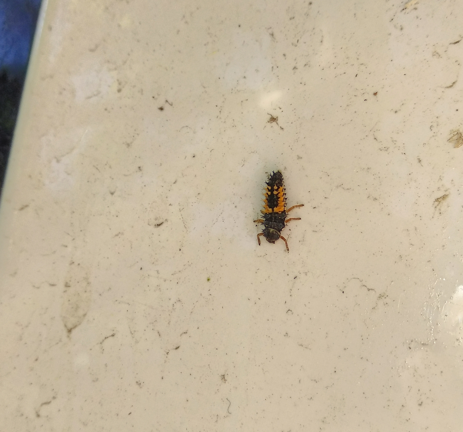 What is this insect? - My, Entomology, Insects, Who is this?, The photo