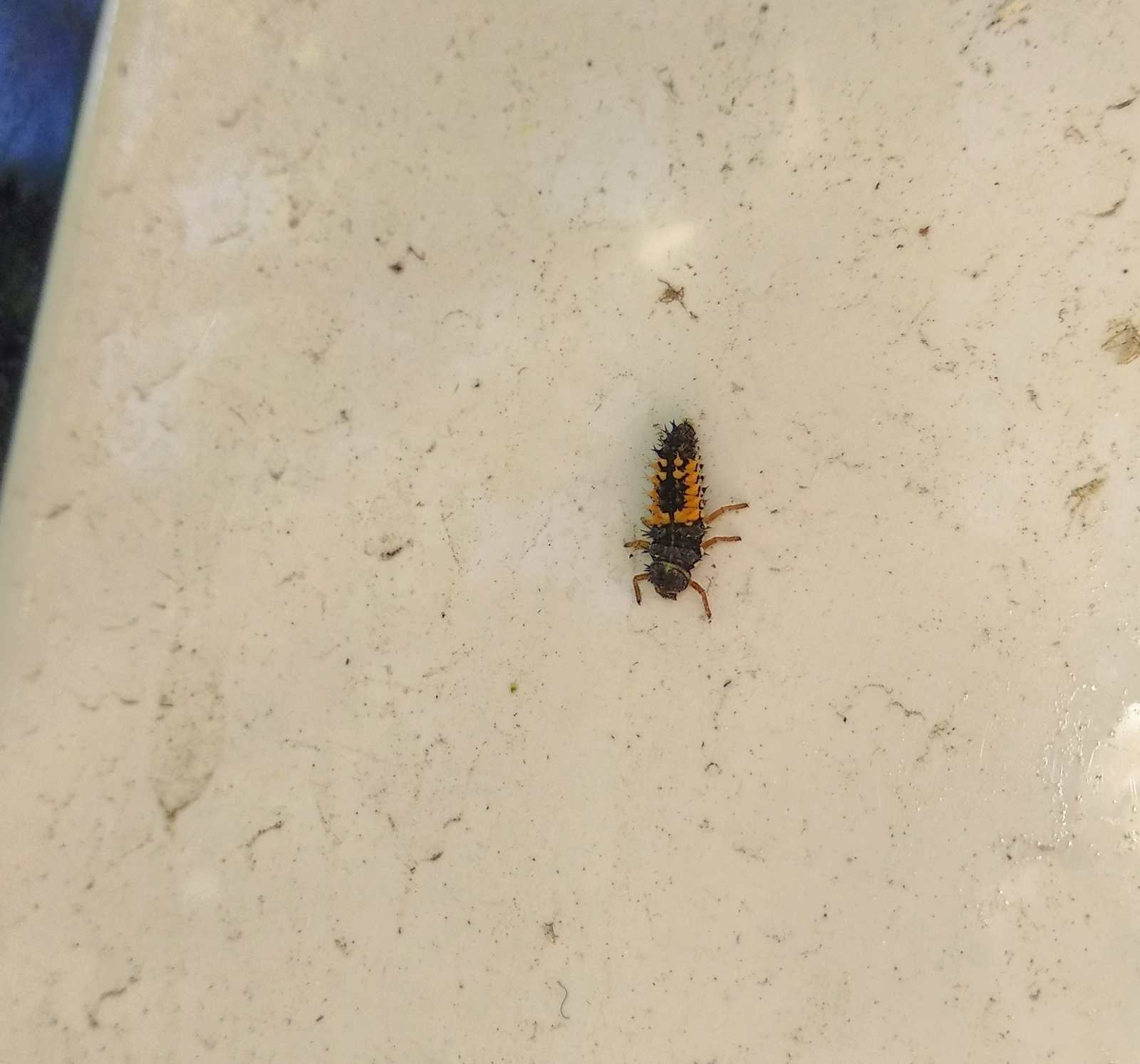 What is this insect? - Insects, The photo, Entomology, Who is this?, My