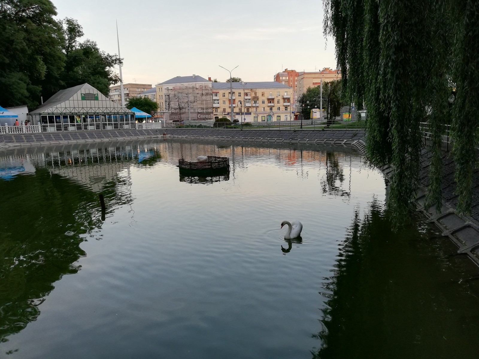 I live in a beautiful city with swans) - My, Swans, Native city, beauty, Longpost