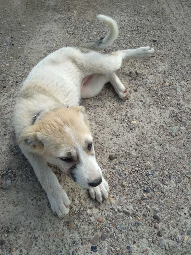 The puppy is looking for a home. Naberezhnye Chelny - My, No rating, Looking for a home, In good hands, Naberezhnye Chelny, Dog, Longpost, Tatarstan