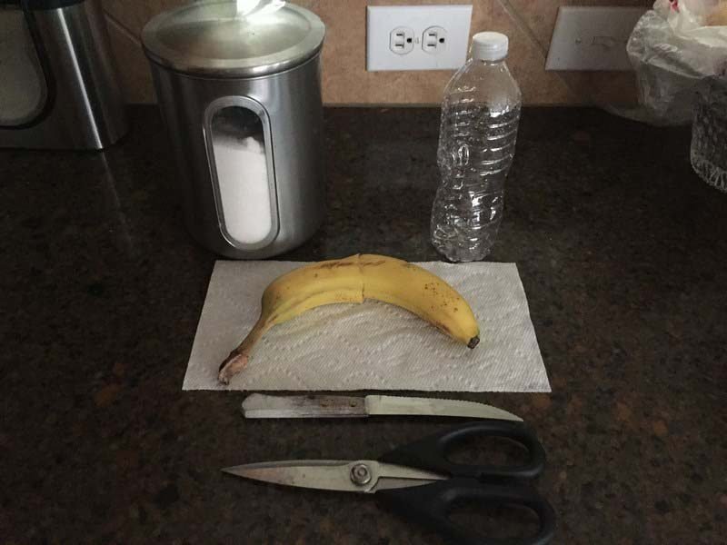 Making a fly trap out of a plastic bottle - Trap, Homemade, Longpost