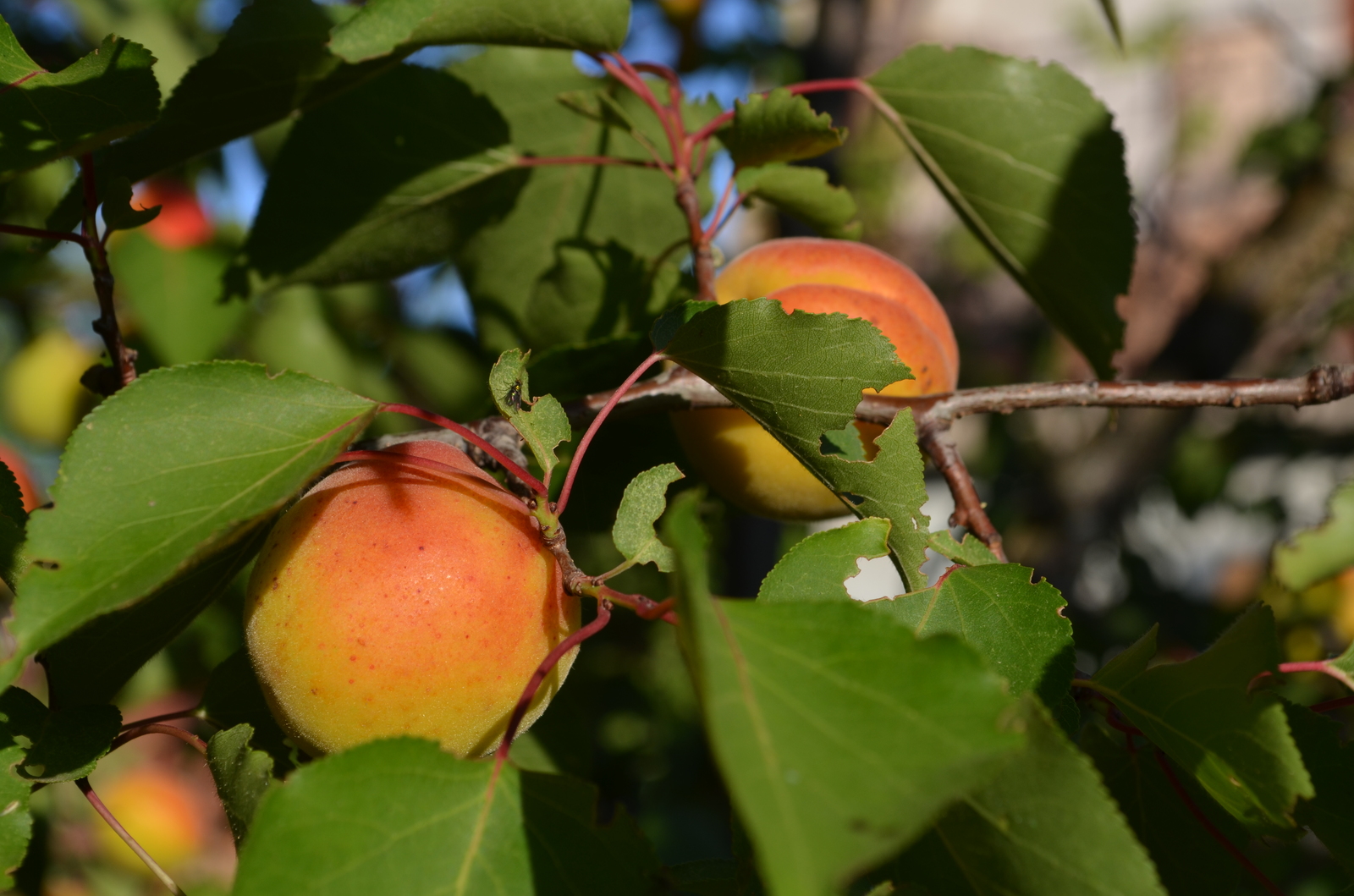 Country harvest. - My, Apricot, Cherries, cherry, Gooseberry, The photo, Dacha, Longpost