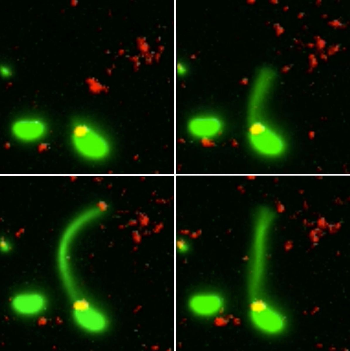 Scientists have seen for the first time how bacteria develop resistance to antibiotics. - Bacteria, Antibiotics, Scientists, GIF, The science