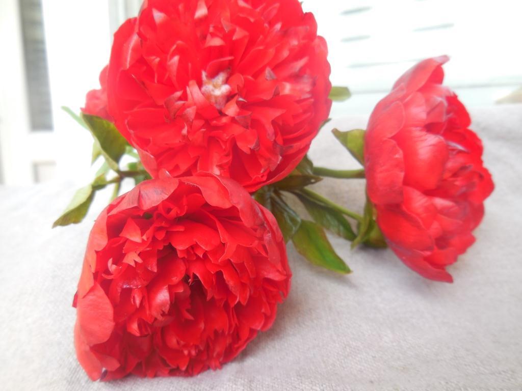 Peonies dark red (handmade, cold porcelain) - My, Flowers, Cold porcelain, Needlework without process, Handmade, beauty of nature, Not photoshop, Peonies