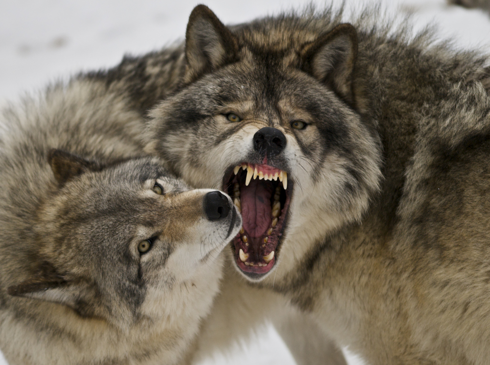 Реферат: Волки возвращаются в Йеллоустоун