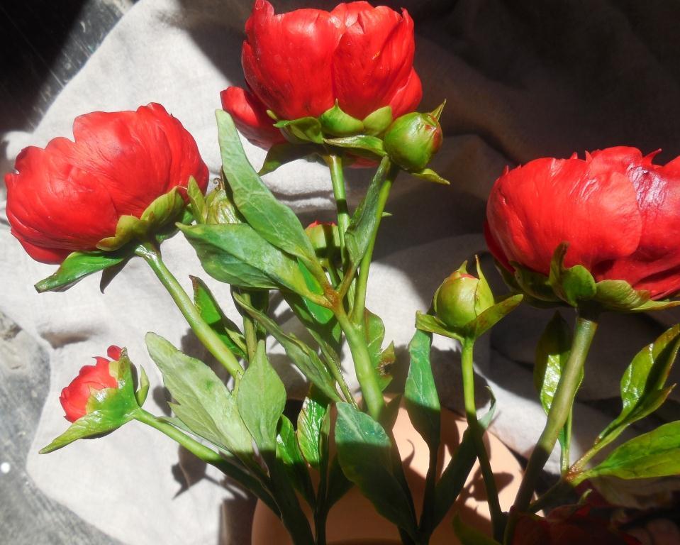 Peonies dark red (handmade, cold porcelain) - My, Flowers, Cold porcelain, Needlework without process, Handmade, beauty of nature, Not photoshop, Peonies