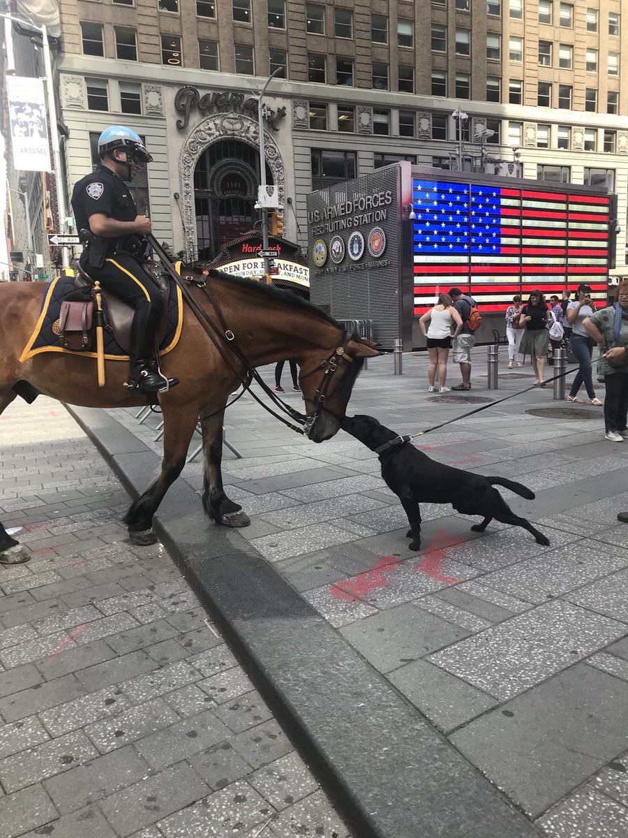 Buu - Horses, Police, USA, America, Dogs and people, The photo, Dog