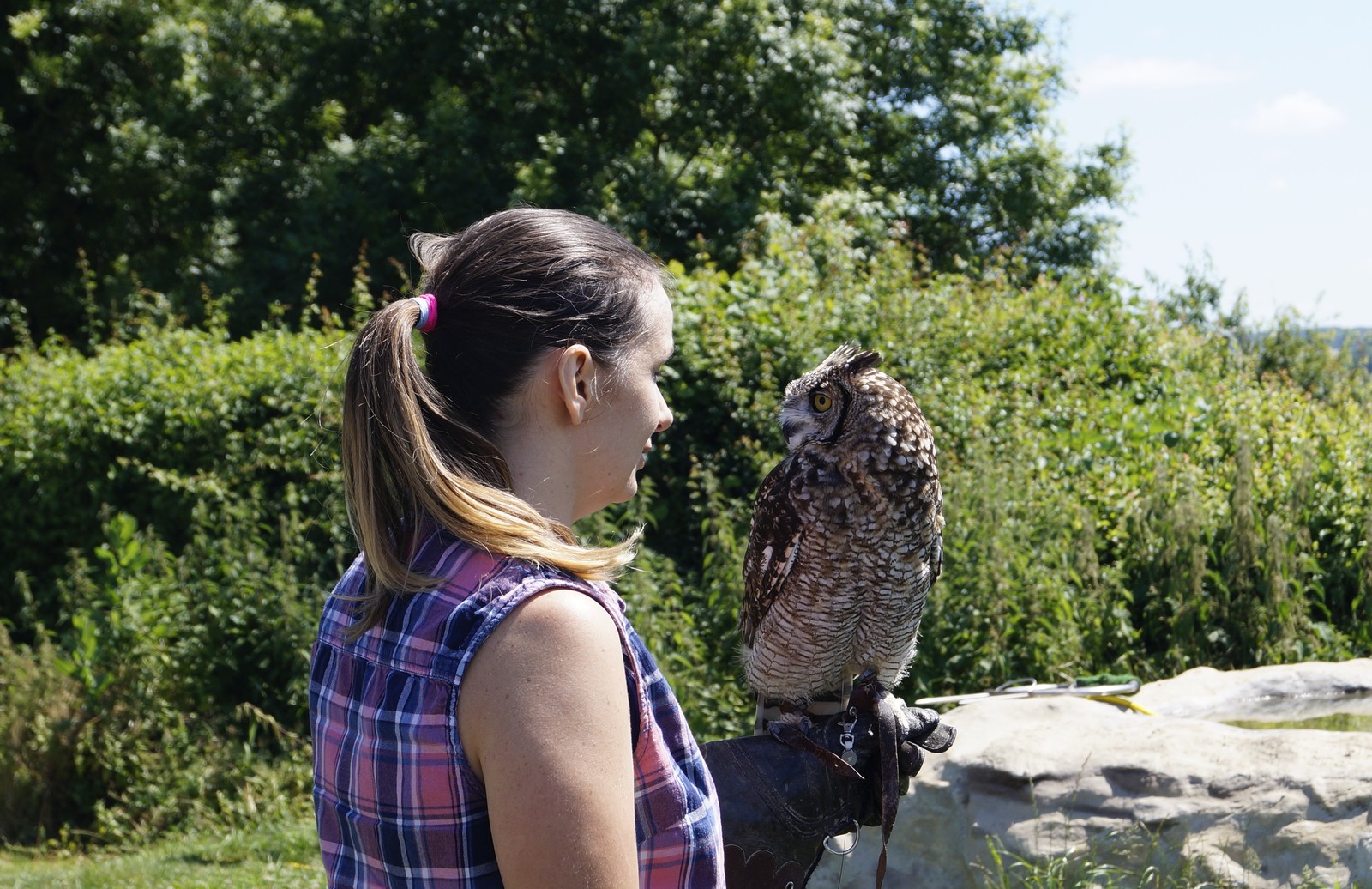 The beauty of birds of prey - My, Eagle, Barn owl, Falcon, Longpost