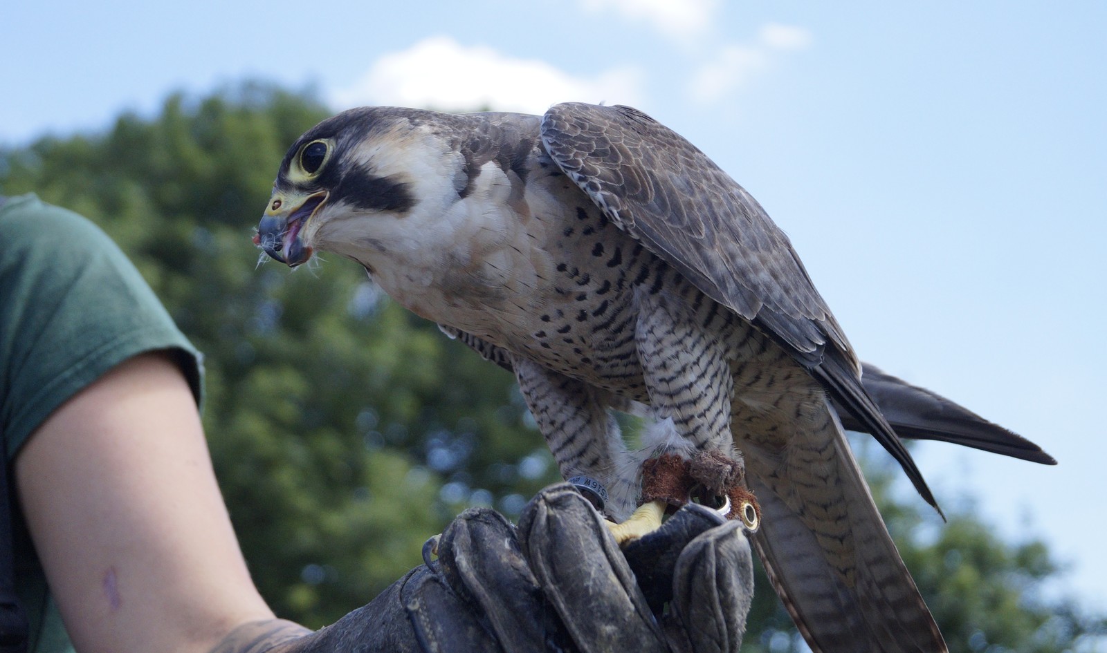 The beauty of birds of prey - My, Eagle, Barn owl, Falcon, Longpost