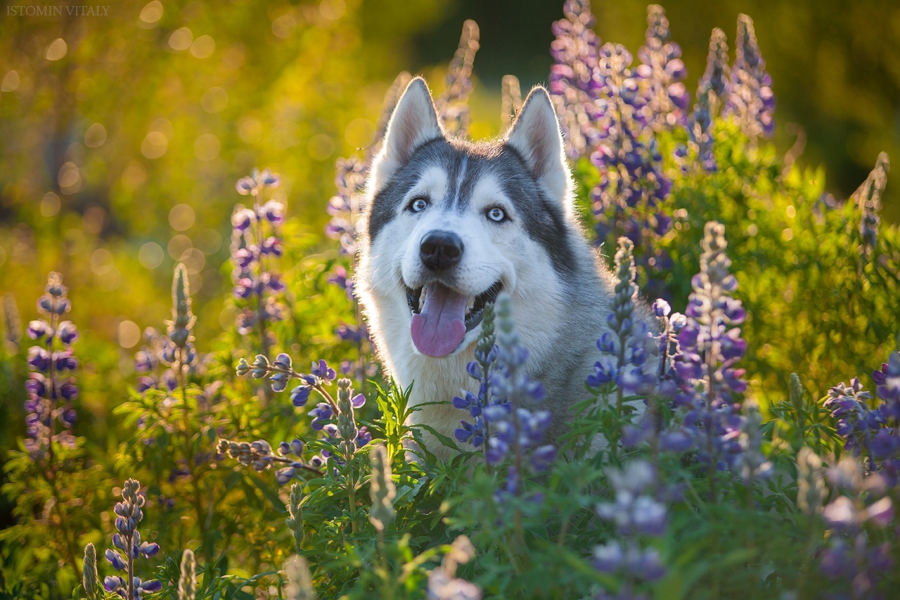 Summer enjoyment - The photo, Husky, Summer, beauty, Murmansk region, Russia, Dog