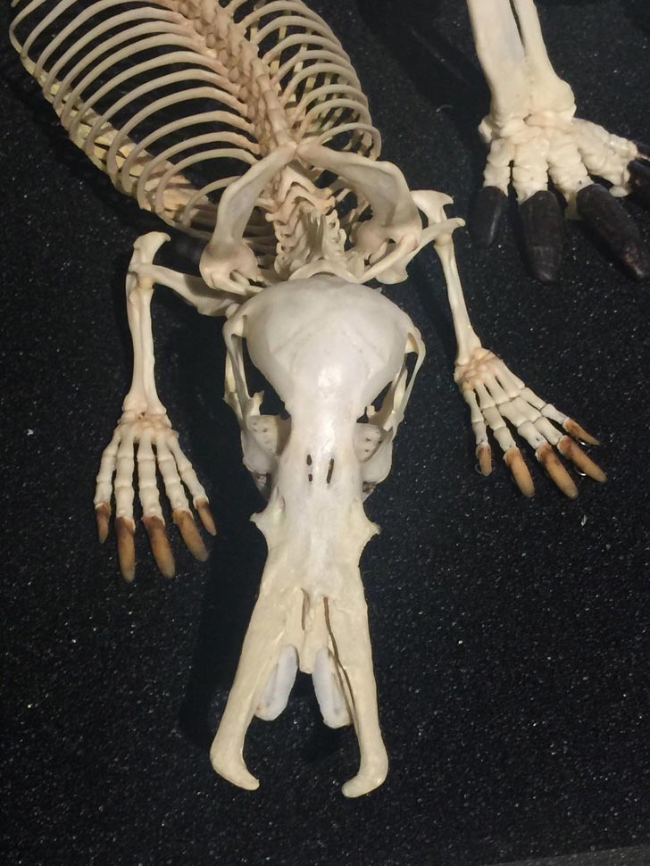 Platypus Skeleton - Skeleton, Bones, Animals, Platypus, Platypuses