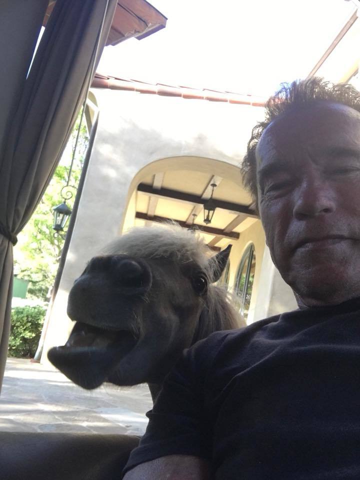 Arnie and pony. - Arnold Schwarzenegger, Pony, Selfie, The photo