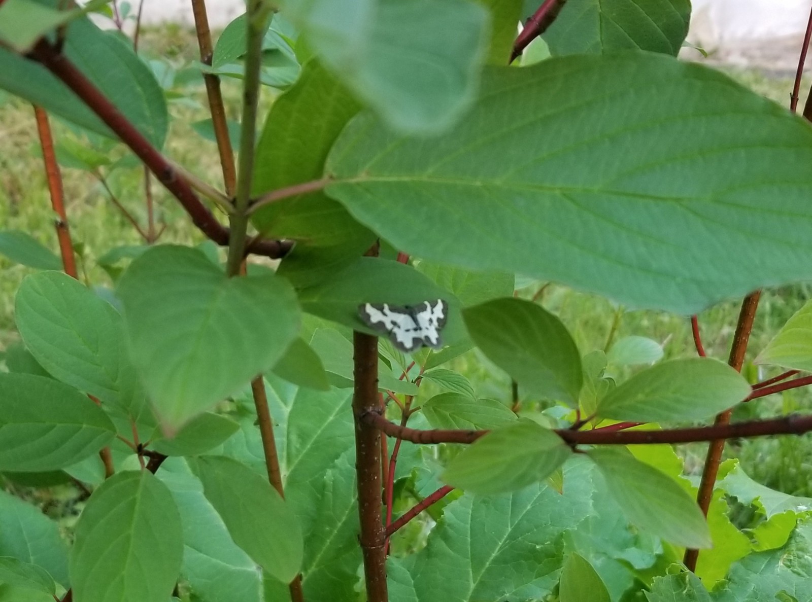 Coloring - My, Butterfly, Morning