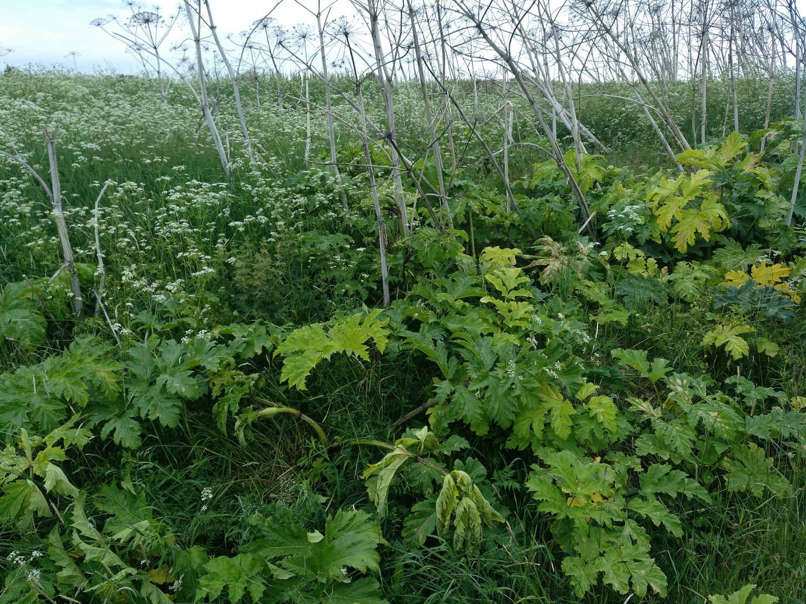 Hogweed almost does not die from roundup. - My, Hogweed, Roundup, Vitality, Longpost