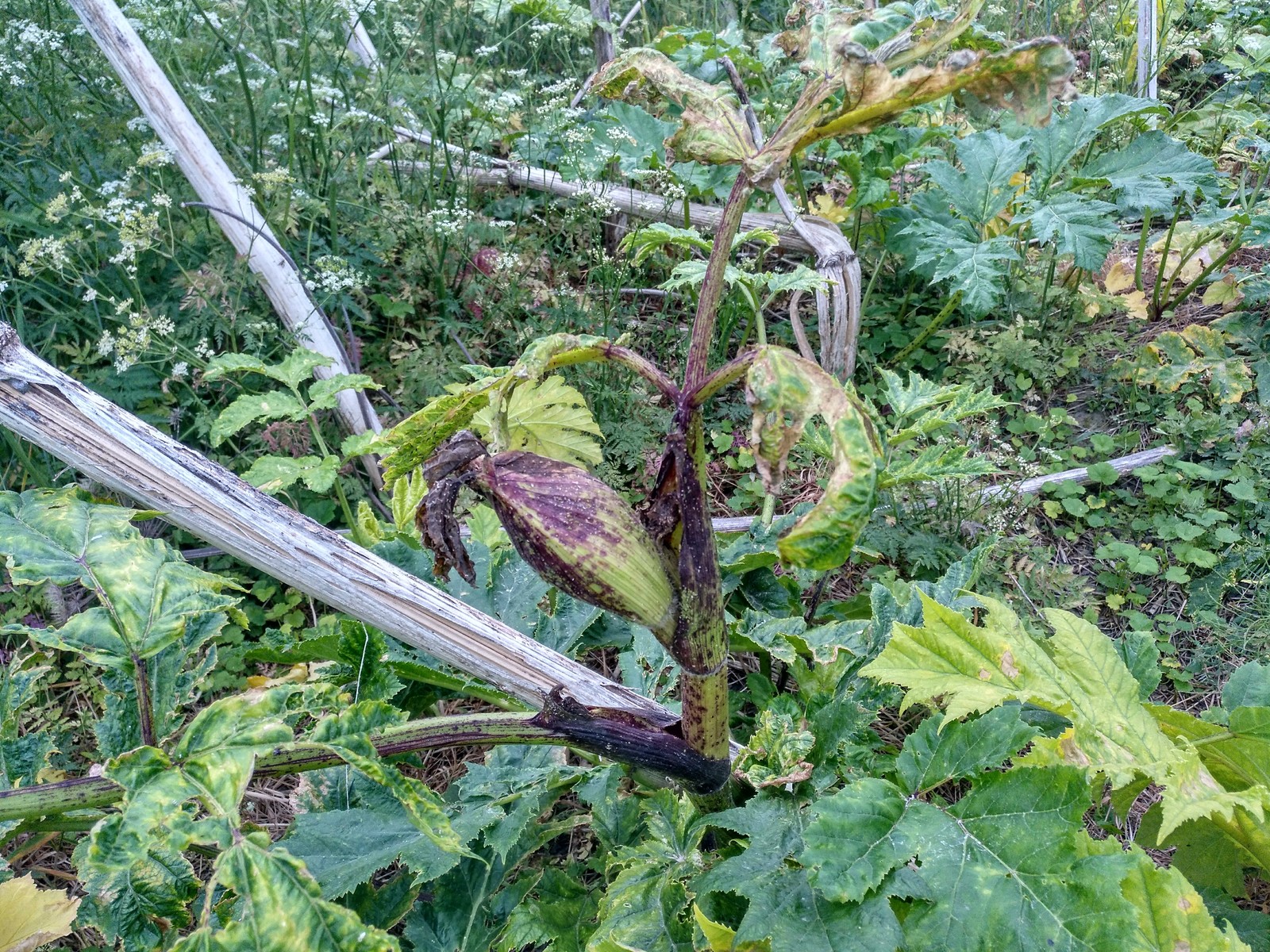 Hogweed almost does not die from roundup. - My, Hogweed, Roundup, Vitality, Longpost