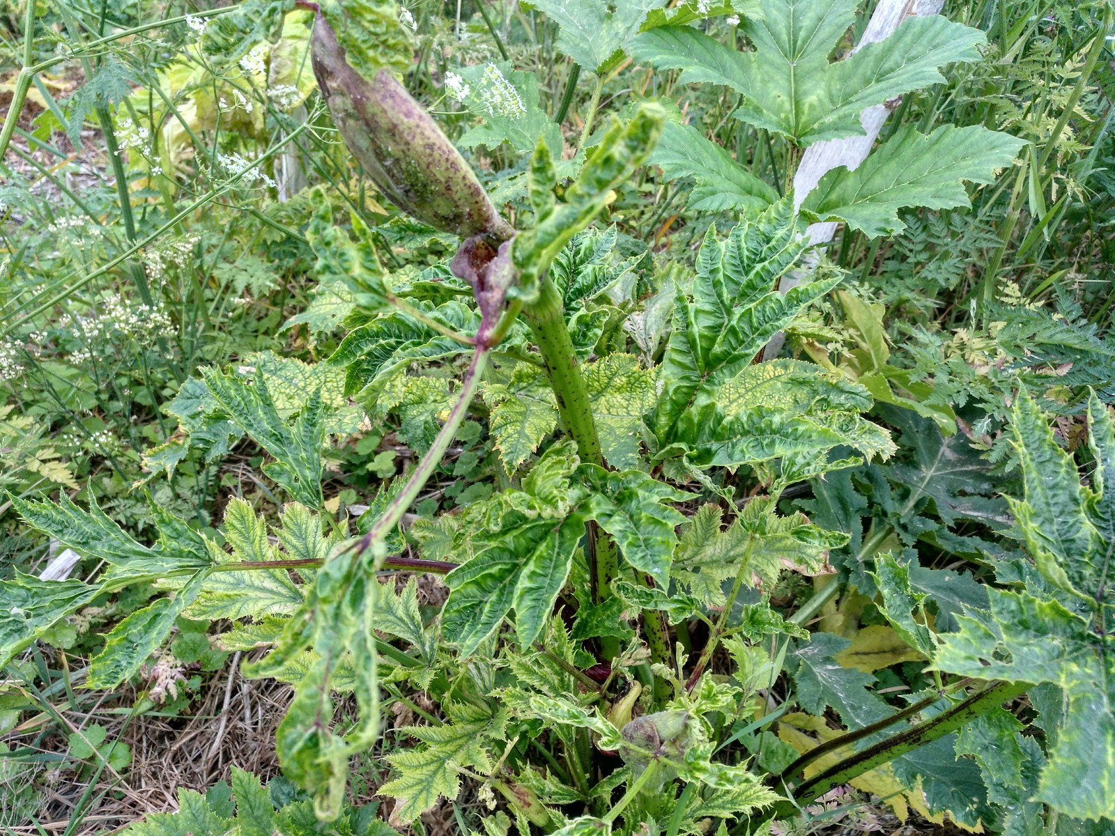 Hogweed almost does not die from roundup. - My, Hogweed, Roundup, Vitality, Longpost