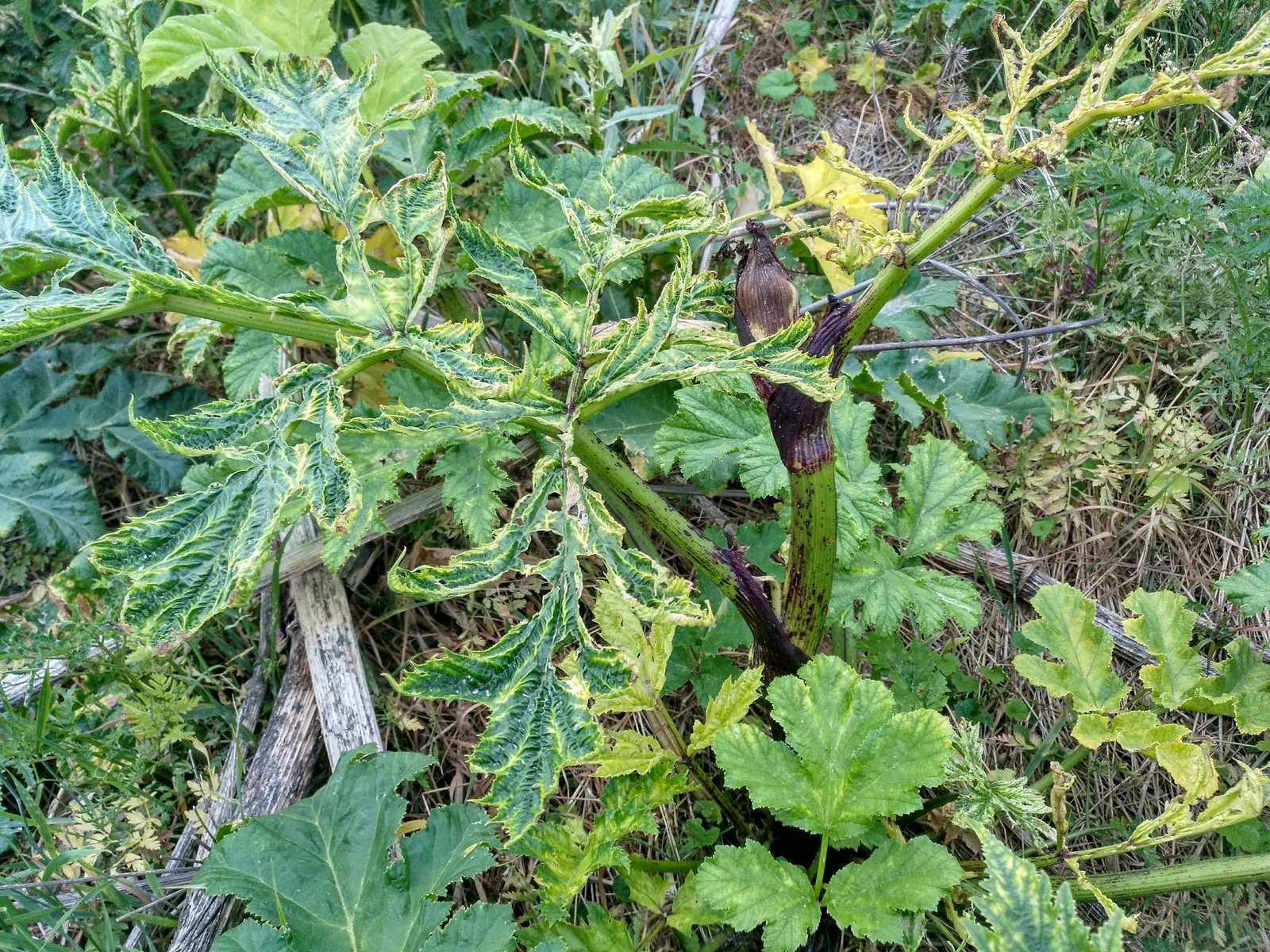 Hogweed almost does not die from roundup. - My, Hogweed, Roundup, Vitality, Longpost