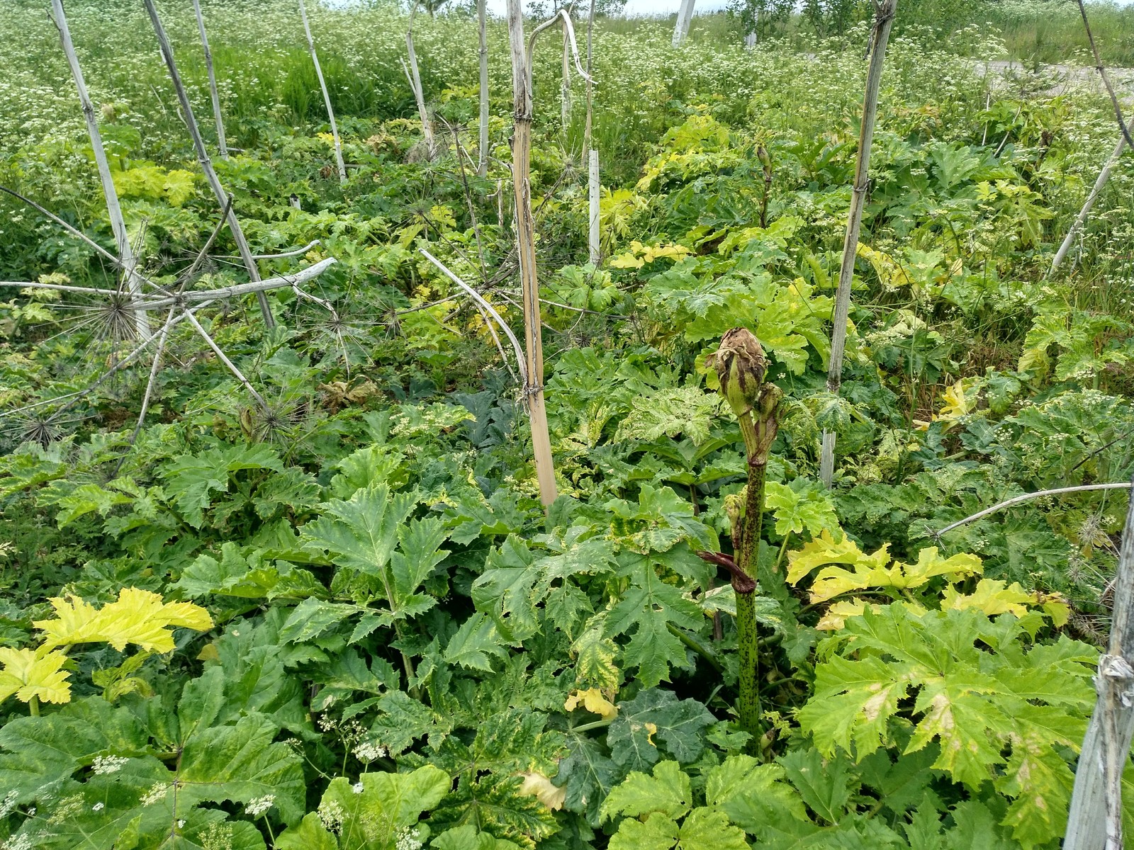 Hogweed almost does not die from roundup. - My, Hogweed, Roundup, Vitality, Longpost