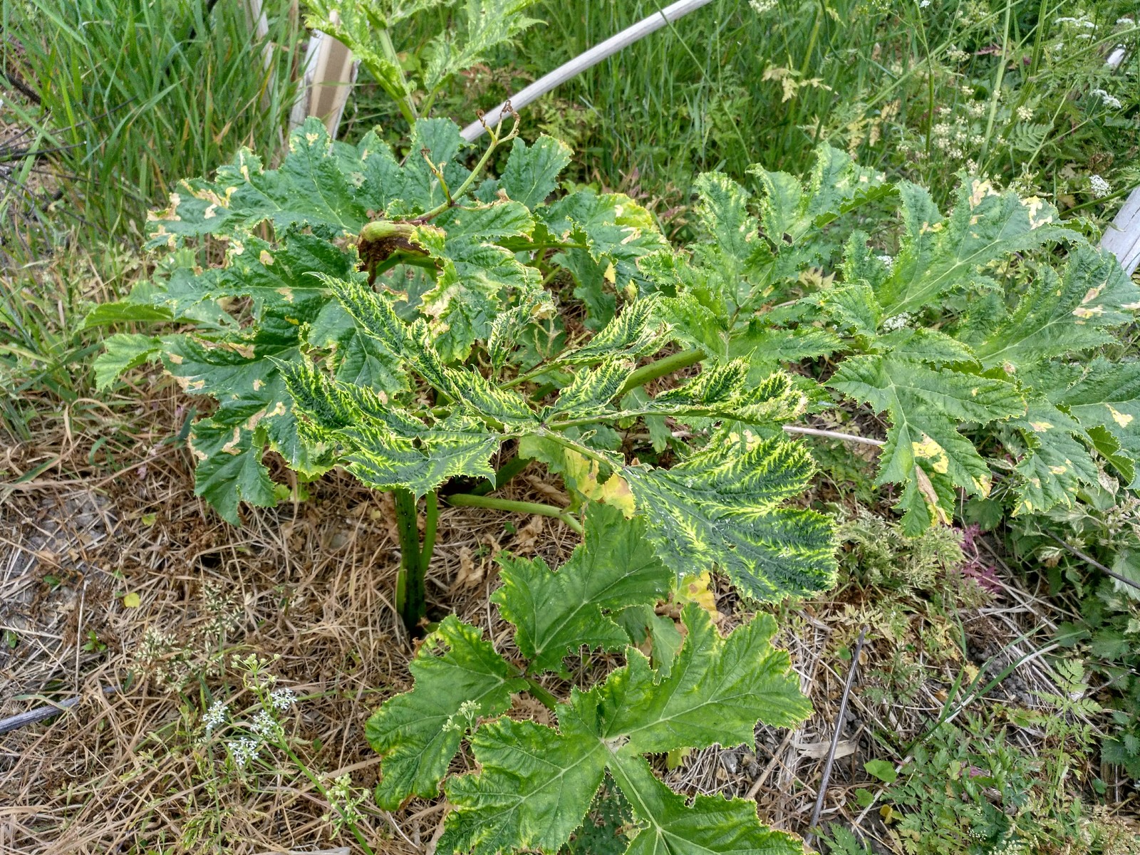 Hogweed almost does not die from roundup. - My, Hogweed, Roundup, Vitality, Longpost