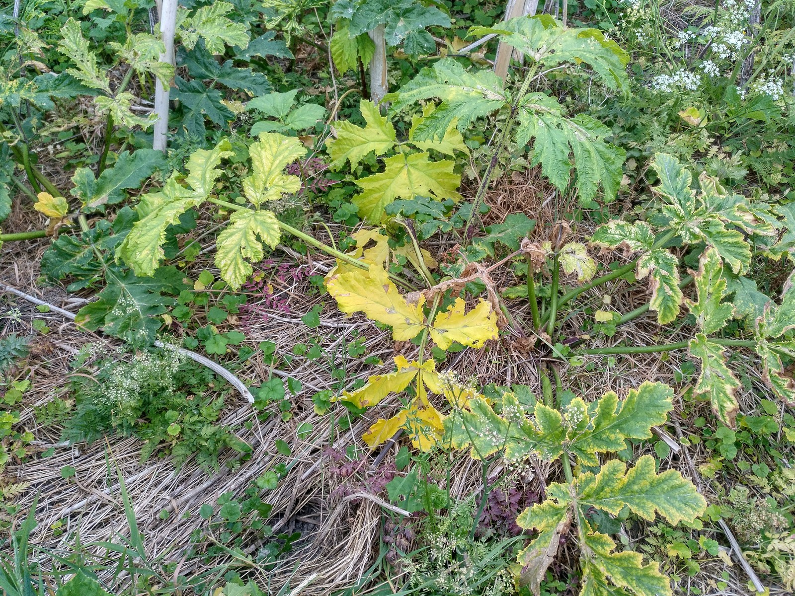 Hogweed almost does not die from roundup. - My, Hogweed, Roundup, Vitality, Longpost