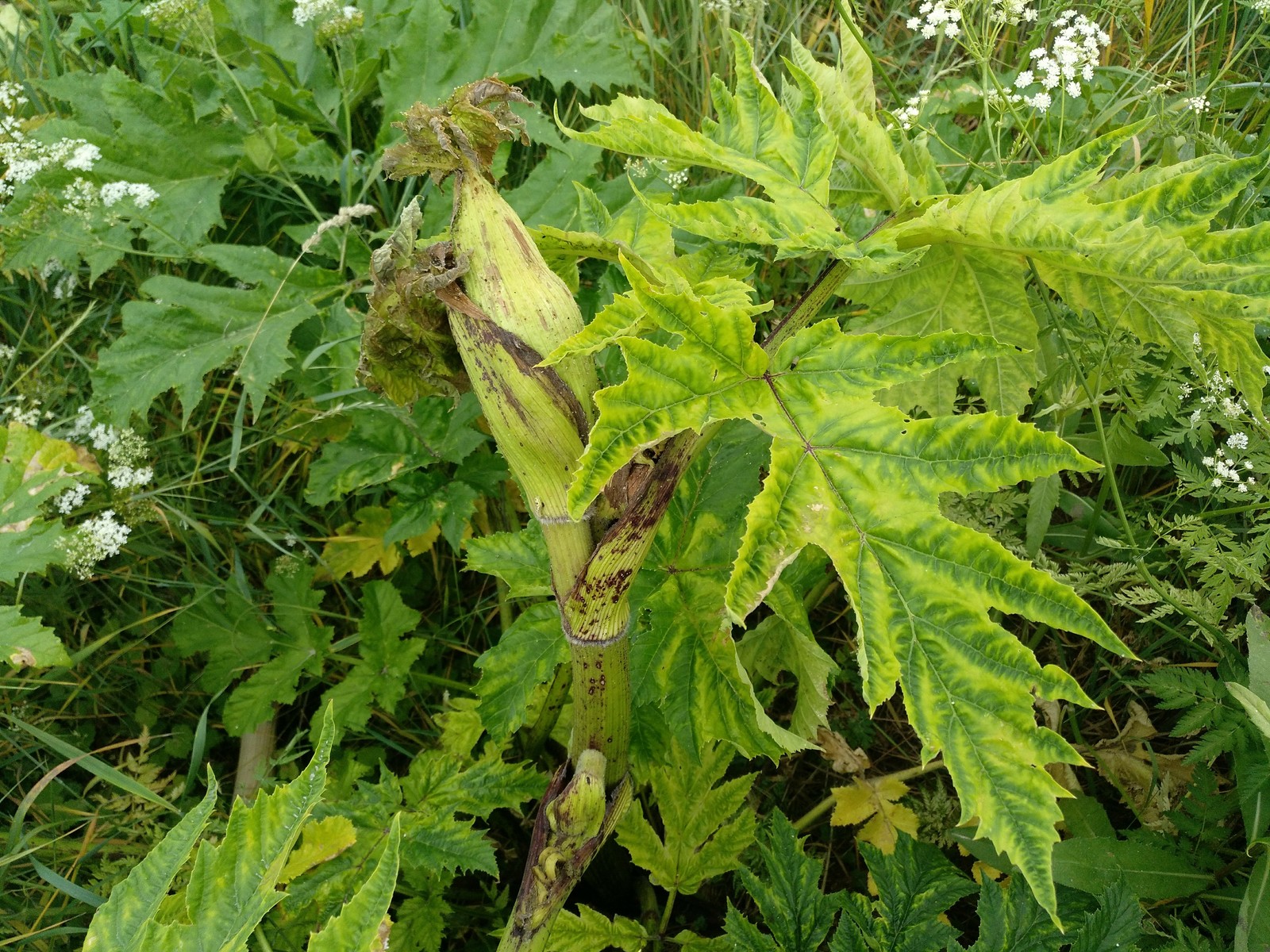 Hogweed almost does not die from roundup. - My, Hogweed, Roundup, Vitality, Longpost