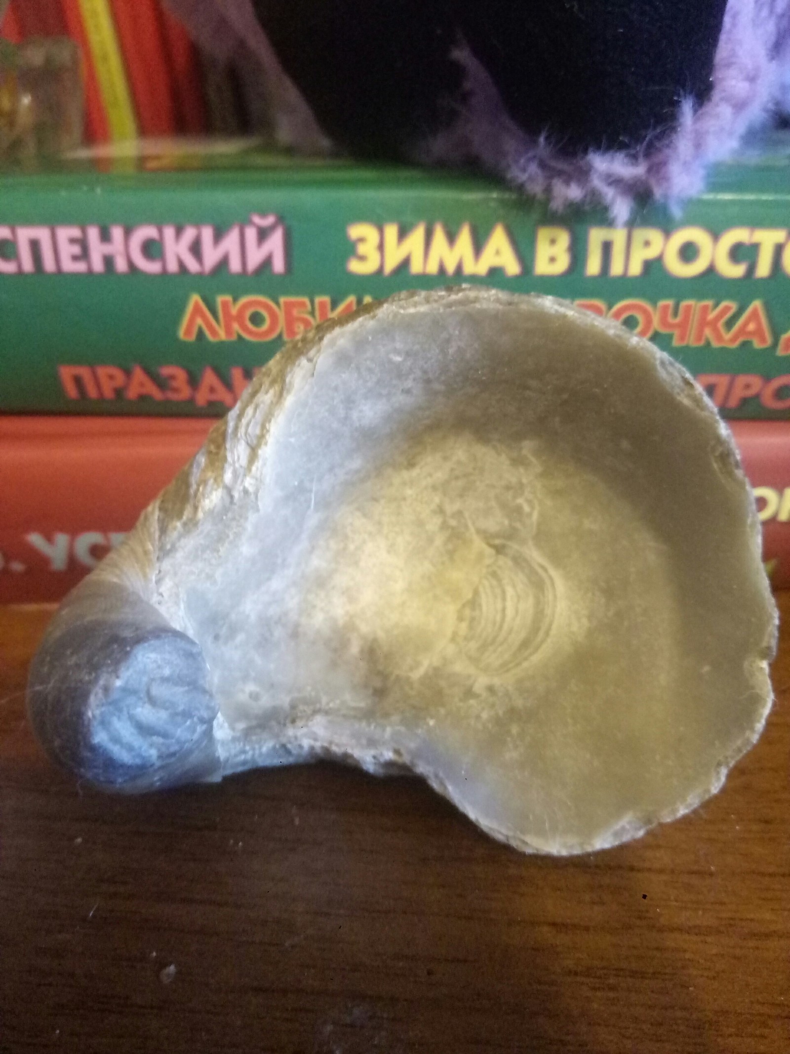 What kind of Pokemon is this? - My, Paleontology, Seashells, Longpost