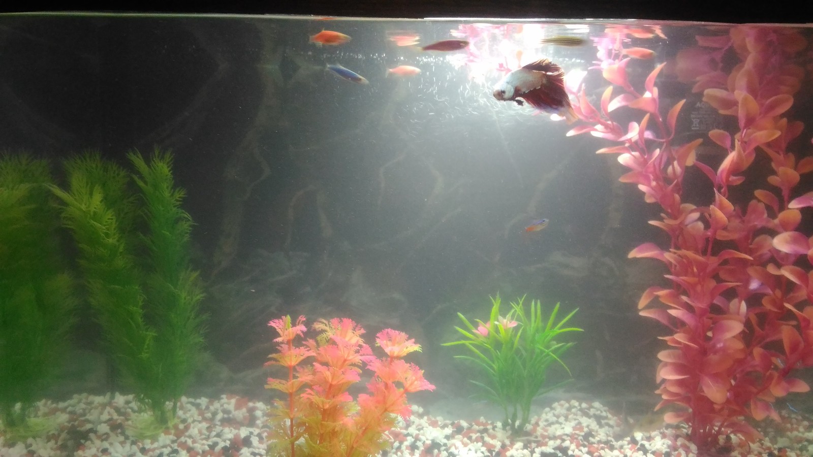 My 5 kopecks or aqua 40 liters - My, Aquarium, Aquarium fish, My, Longpost, cat, Aquarium