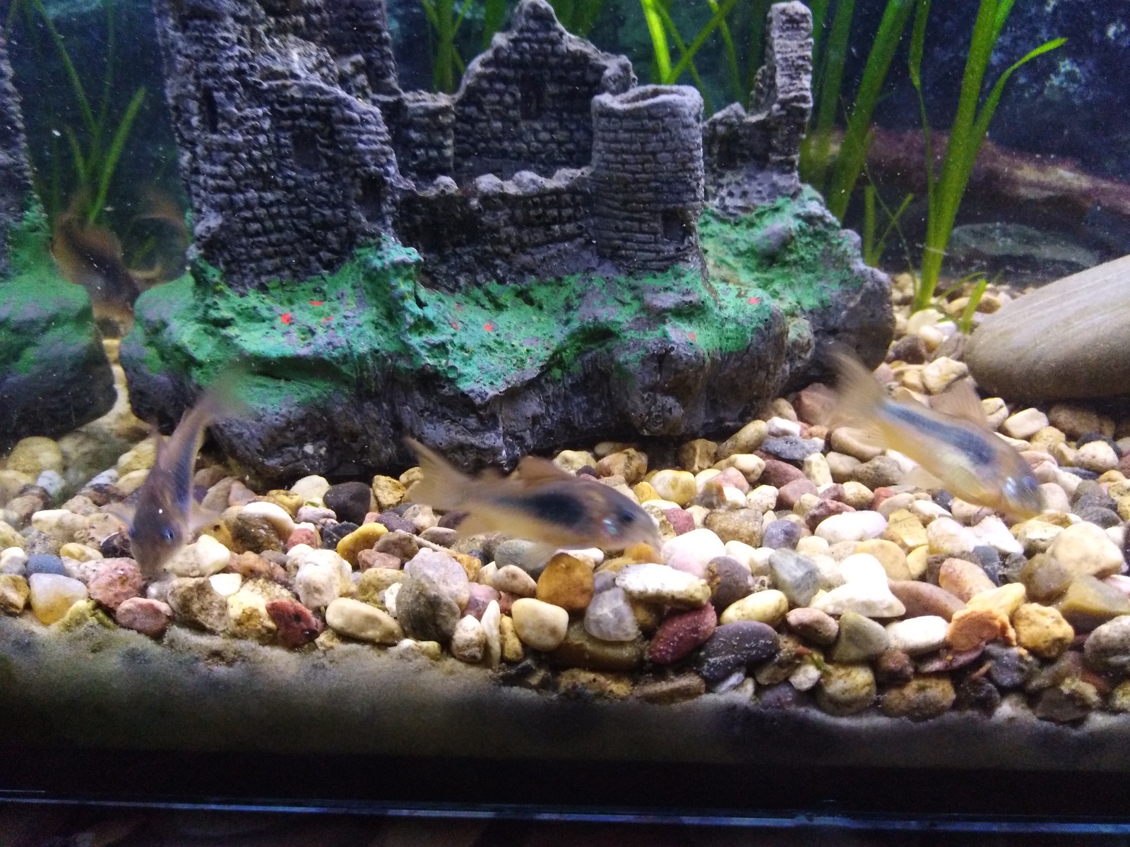 My 5 kopecks or aqua 40 liters - My, Aquarium, Aquarium fish, My, Longpost, cat, Aquarium