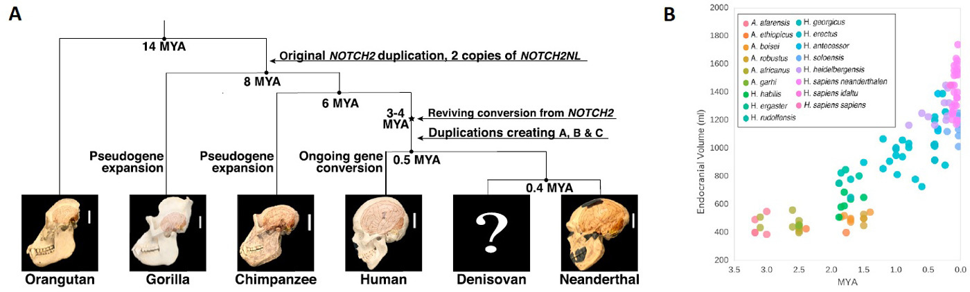 The human brain is so big thanks to the Notch2NL family of genes. - The science, Brain, Genetics, Copy-paste, Elementy ru, Longpost