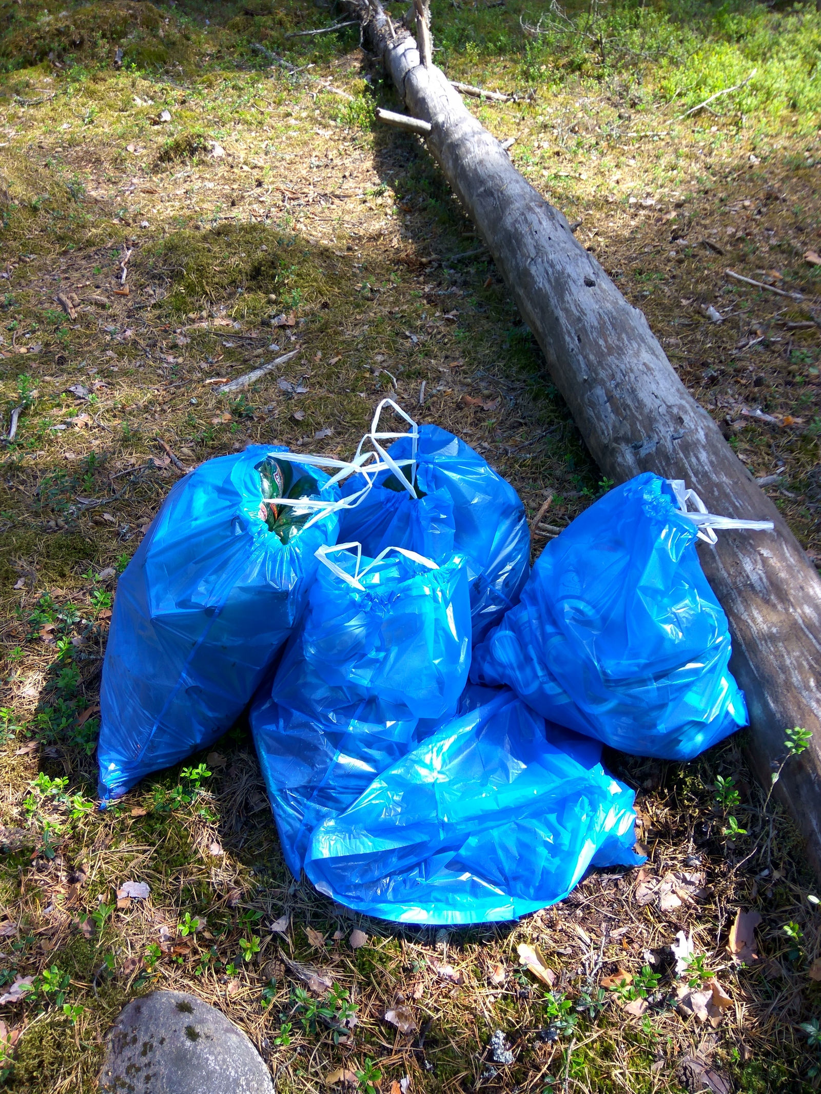 There are no mushrooms, but there is enough garbage - My, Forest, Clean forest, Garbage, Cleaning, Longpost, Chistoman