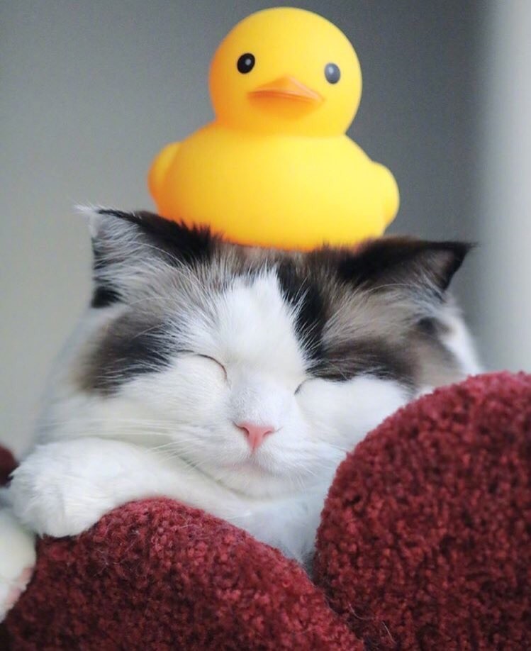 cute post:3 - cat, Milota, Rubber duck