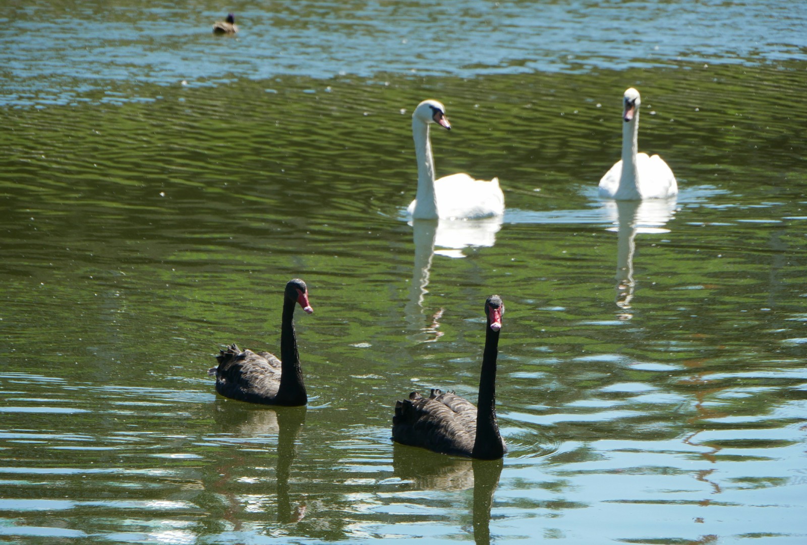 Black and white - My, Swans, Black Swan, Birds, The photo