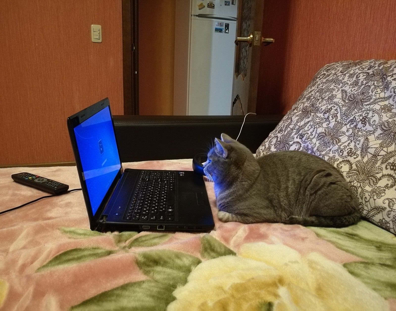 On the Internet, no one knows that you are a cat... - My, cat, Longpost, Notebook, Headphones