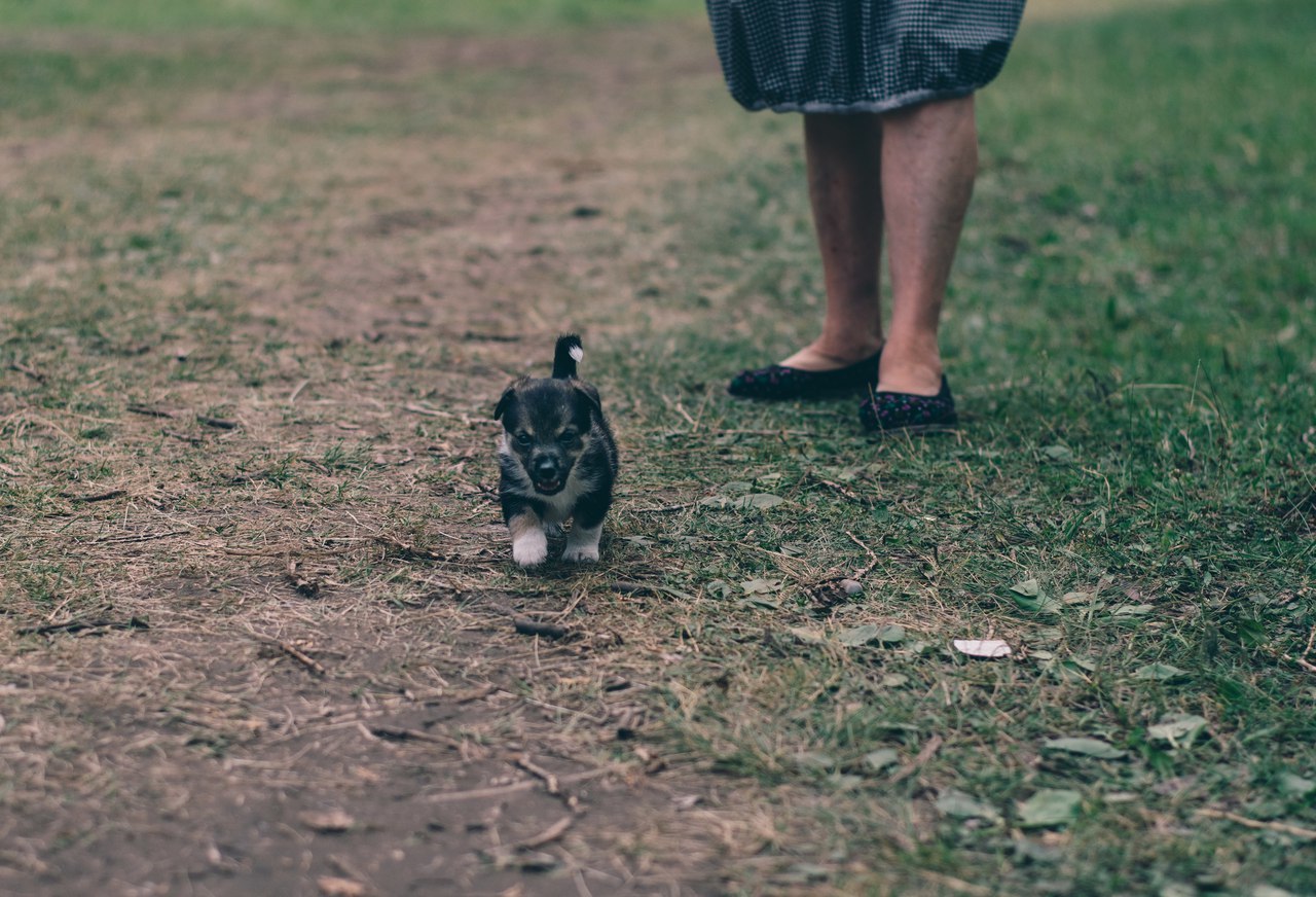 Mitten #3 - My, cat, Dog, The street, Shushenskoye, Krasnoyarsk, The photo, Longpost, Animals, Catomafia