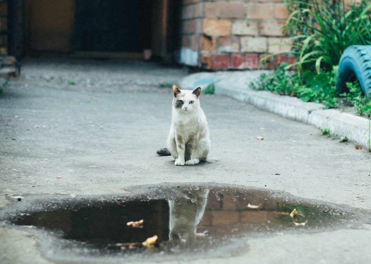 Mitten #3 - My, cat, Dog, The street, Shushenskoye, Krasnoyarsk, The photo, Longpost, Animals, Catomafia