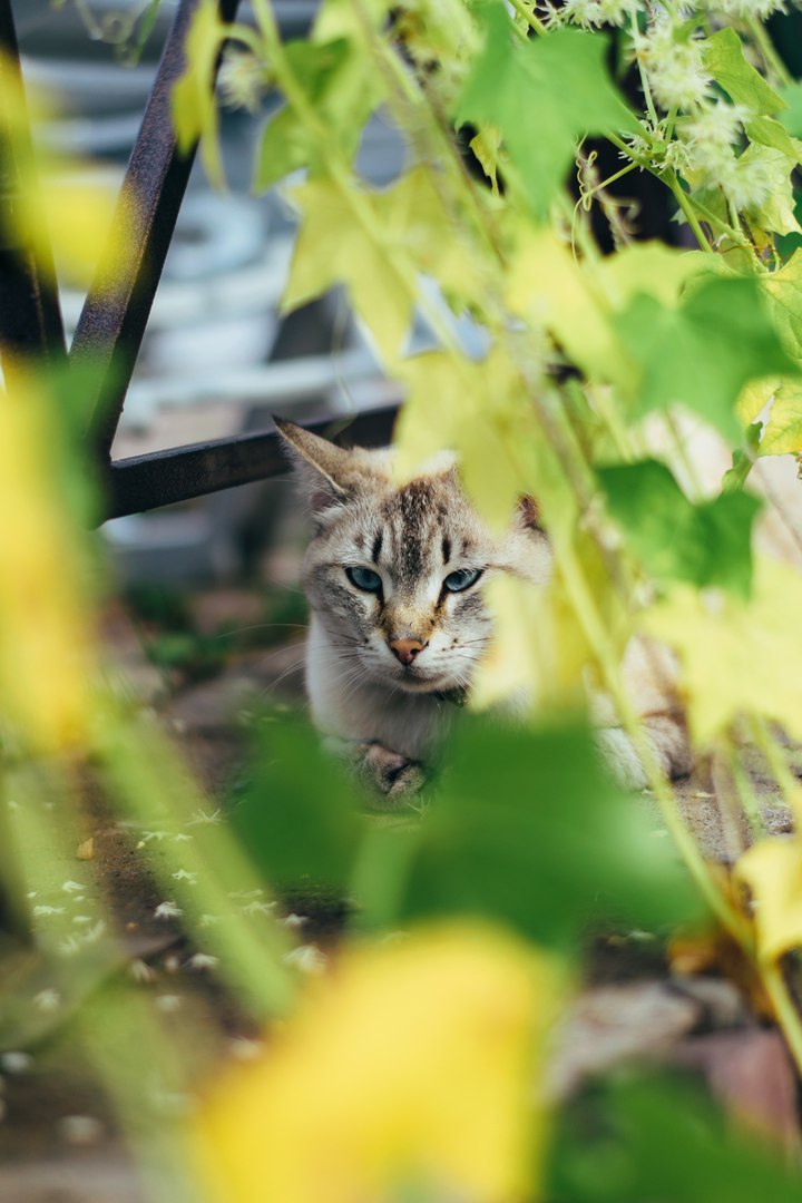 Mitten #3 - My, cat, Dog, The street, Shushenskoye, Krasnoyarsk, The photo, Longpost, Animals, Catomafia