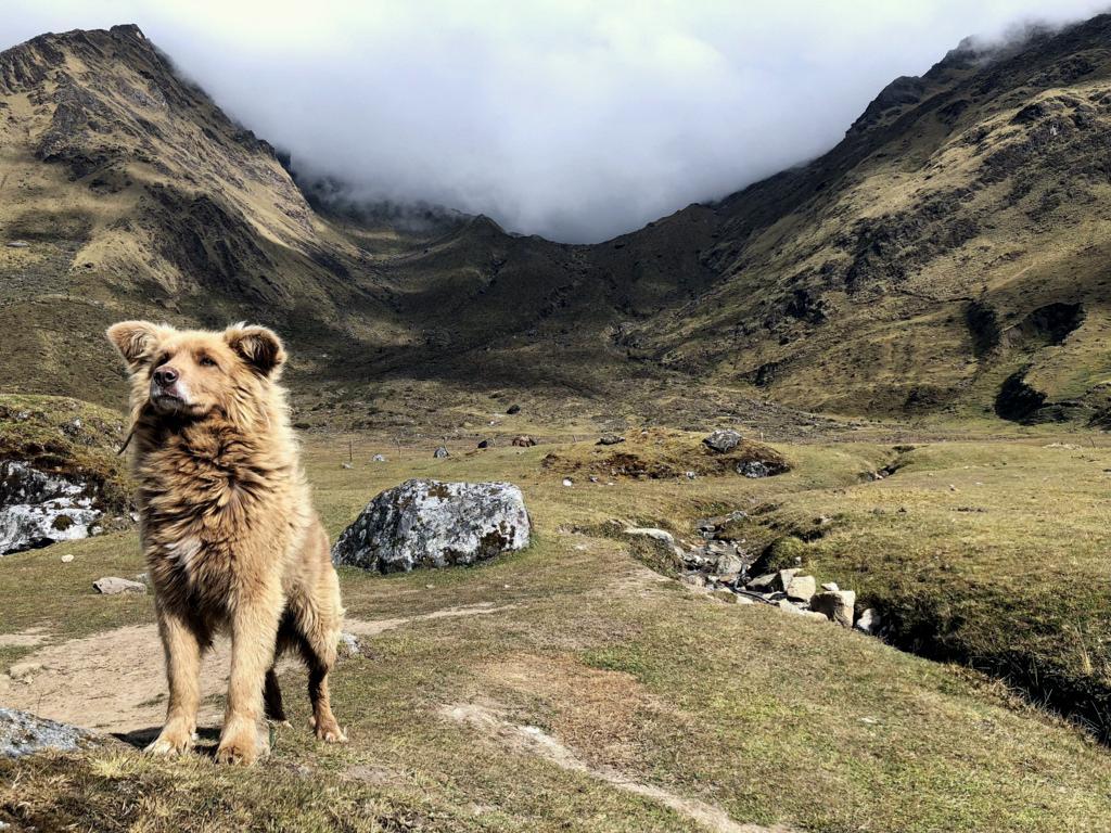 Photographed this herding dog outside a small Peruvian village just before he returned to work. - Dog, Shepherd, The photo, Reddit