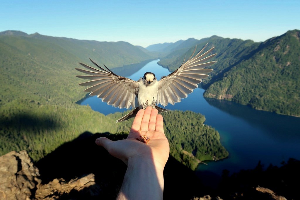 Great shot - Birds, beauty of nature, The photo