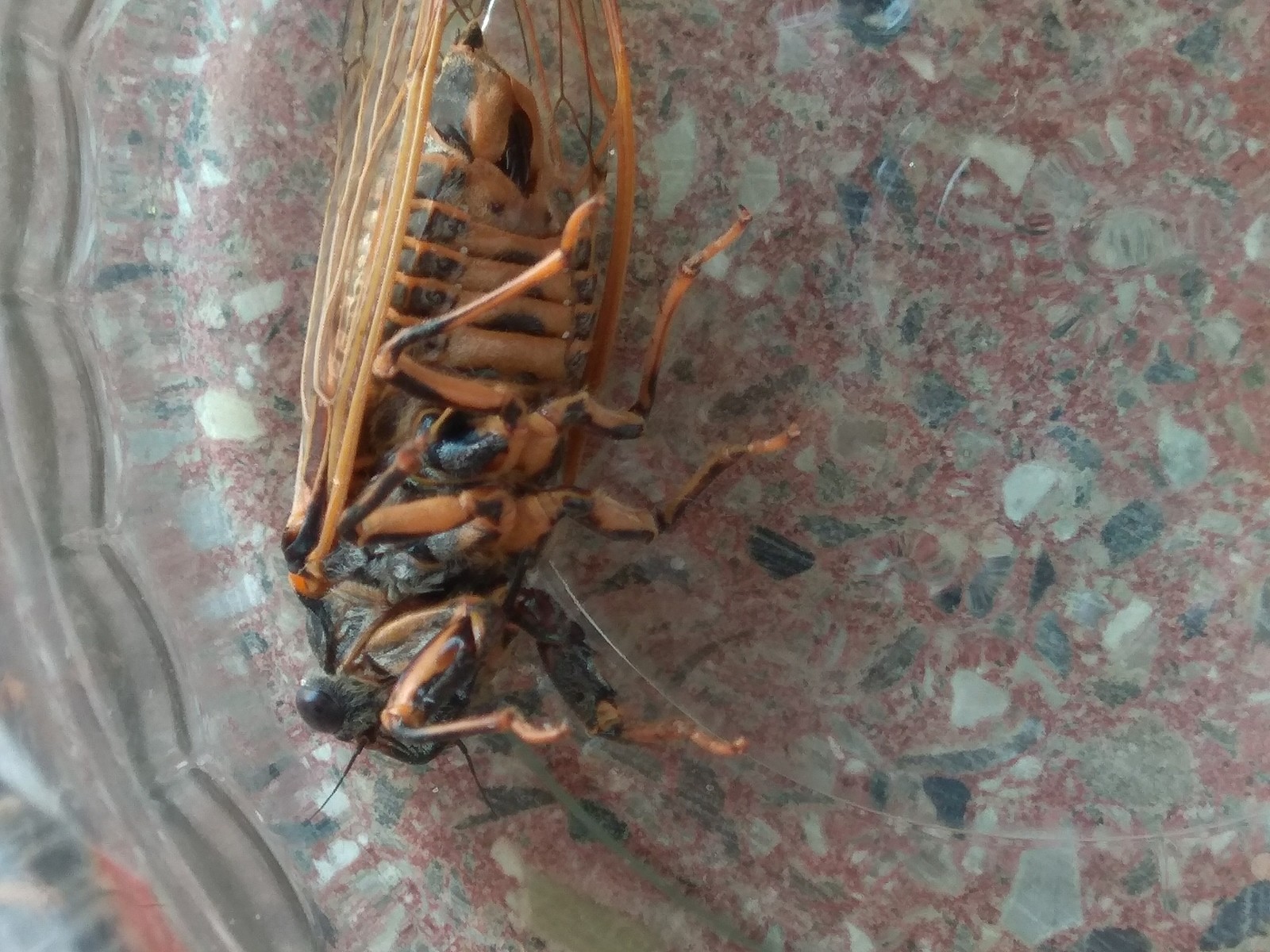 What is this? - My, Insects, What's this?, Longpost