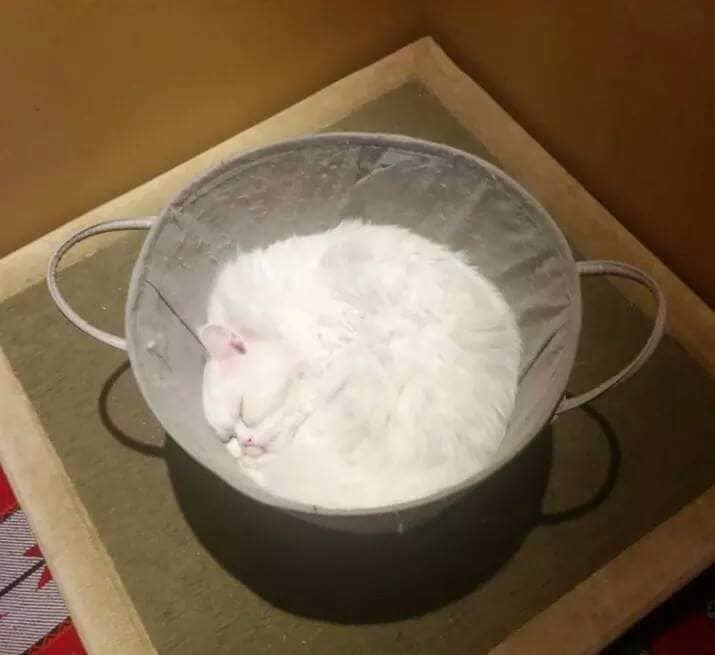 They sifted the flour, and there .. - cat, Fluffy, Dream, Round, Sieve, Asia