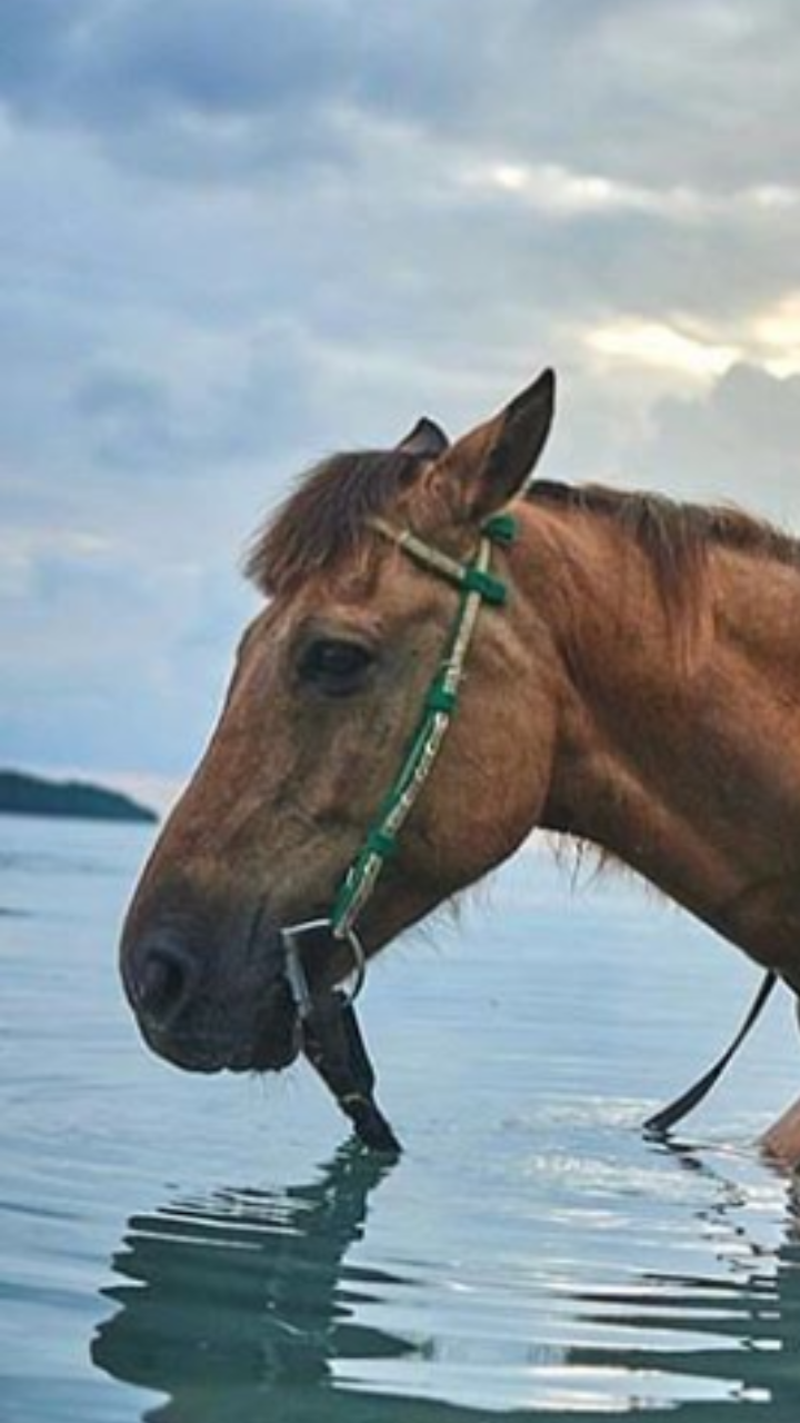 Poor horse and heartless heifer - Horses, Poor man, Do not do like this, Longpost