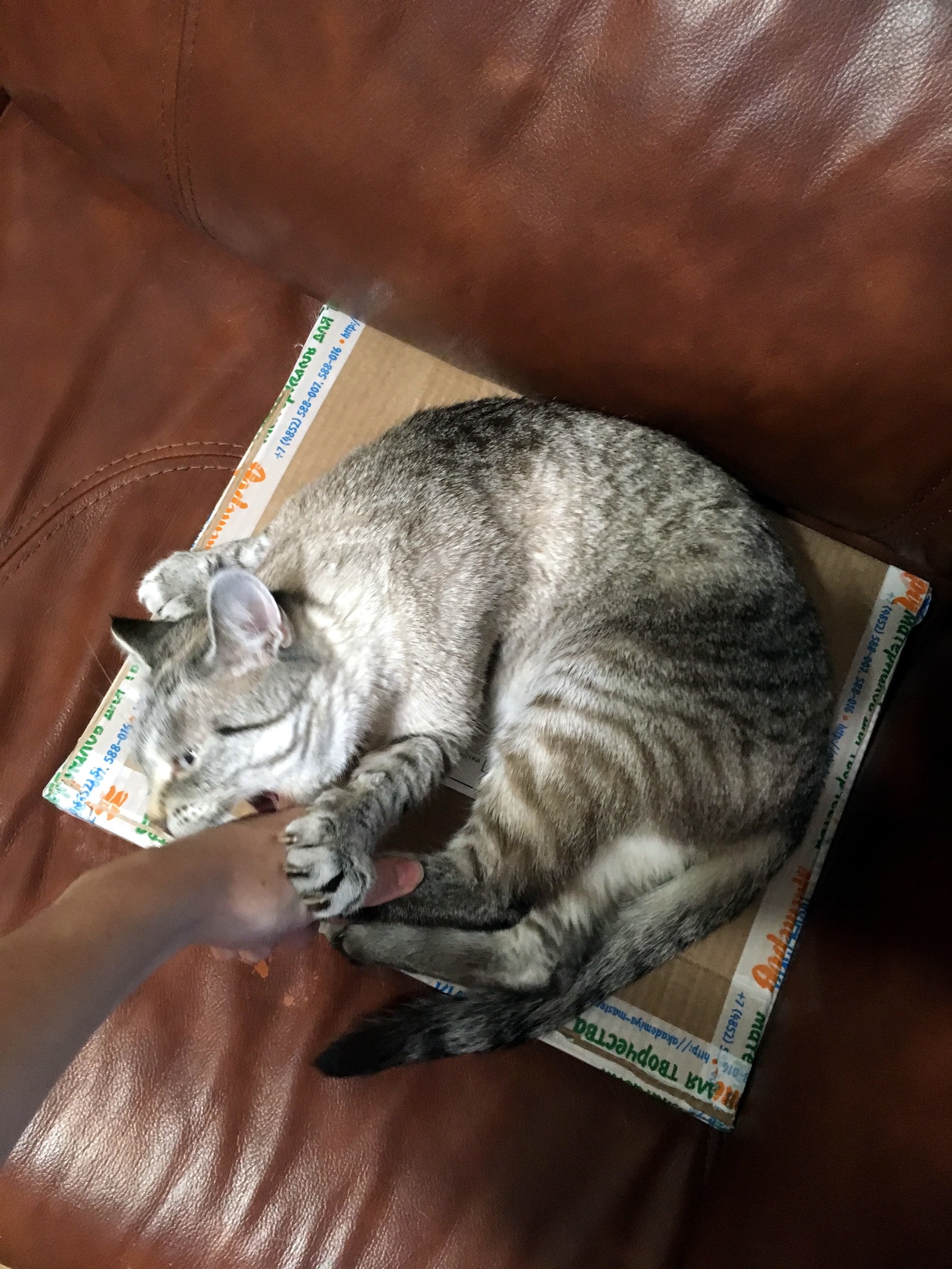 About cats' love for boxes - My, The photo, Longpost, Pets, cat