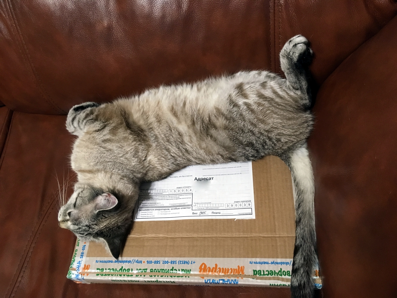 About cats' love for boxes - My, The photo, Longpost, Pets, cat