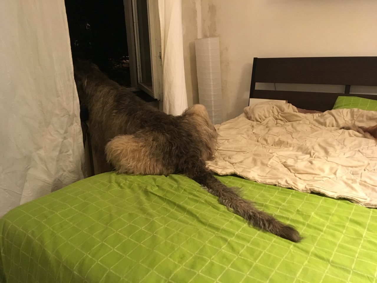 This is more comfortable - My, Dog, Irish wolfhound