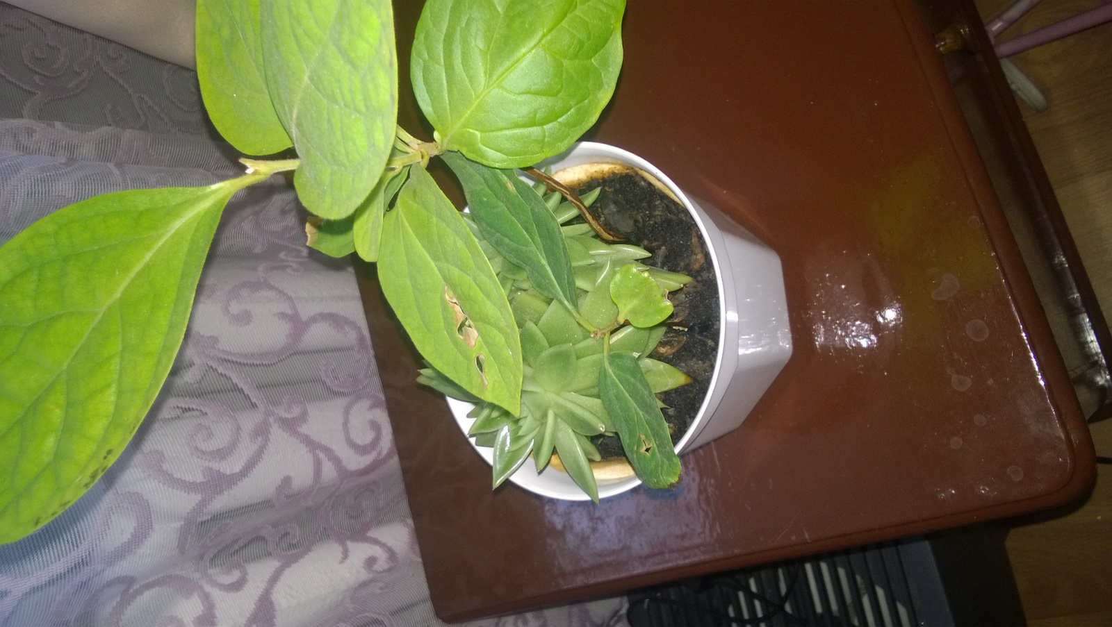 Need help, advice - Plant growing, Tangerines, Help, Plants