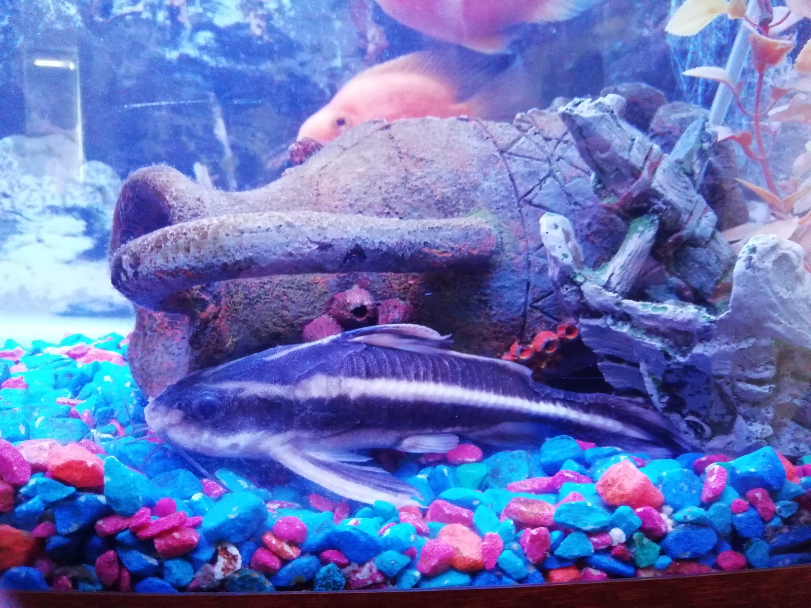 My fishes. - My, Fish, Astronotus, Longpost