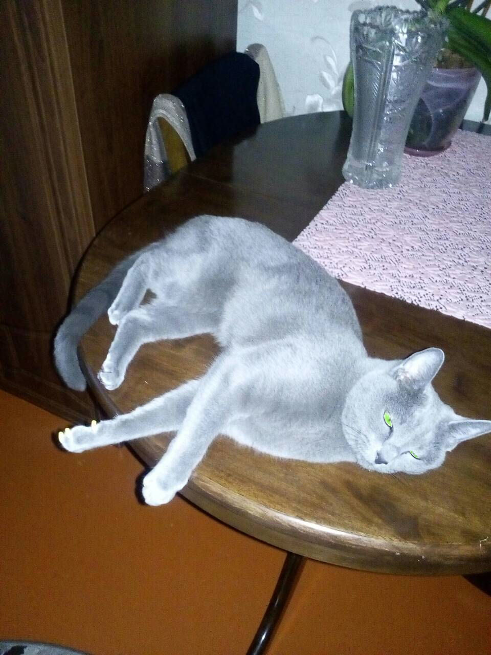 Our friends for life - My, cat, Catomafia, The photo, Russian blue