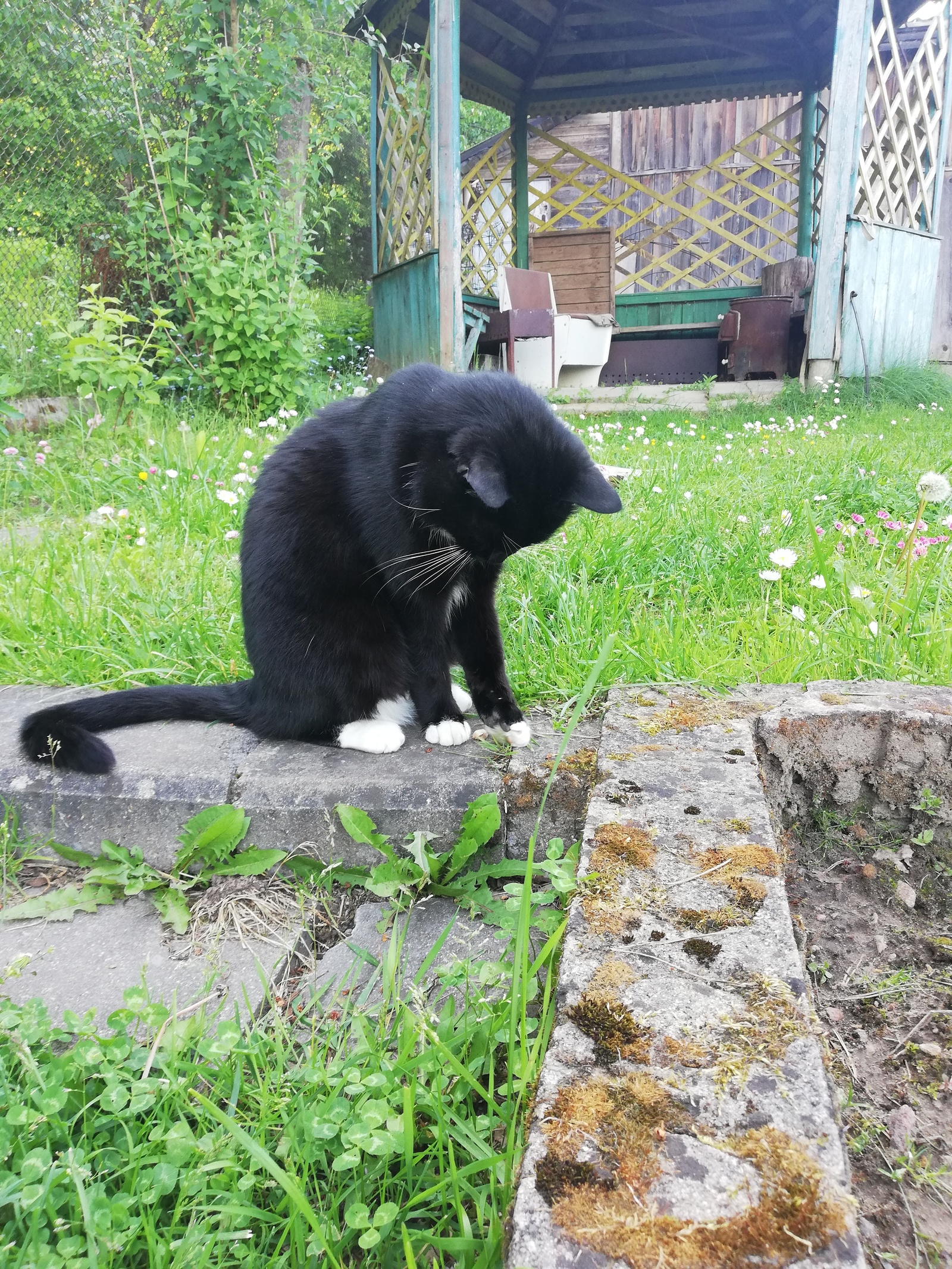 Cat for the first time in the country - My, cat, Dacha, Longpost